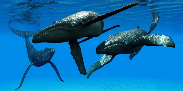 Rush 2 les baleines de la reunion jpg