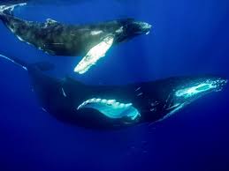 Rush 3 voir les baleines à la reunion