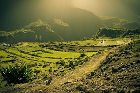 Culture traditionnelle des lentilles de Cilaos sur les hauteurs du cirque, avec vue sur les montagnes de la Réunion en arrière-plan.