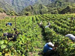 Vignes en terrasses à Cilaos cultivées sur les pentes du cirque montagneux de la Réunion.