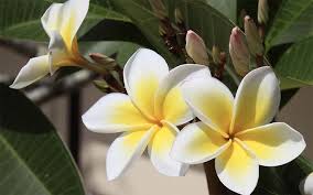 Lire la suite à propos de l’article Plage et religion à la réunion.