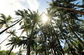 Sentier accessible en forêt de l’étang-salé, parfait pour se détendre, profiter de la brise marine et vivre la randonnée autrement à la réunion.