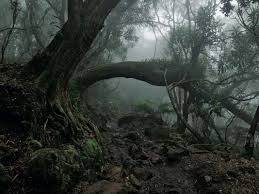 Racines d’arbres sur un sentier forestier