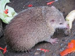 Tang observé dans son habitat naturel à La Réunion.