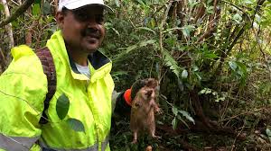 Chasseur réunionnais dans la forêt des Hauts à la recherche du tang.
