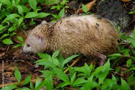Forêt humide de La Réunion, habitat naturel du tang.