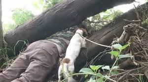 Chien de chasse accompagnant un chasseur dans les Hauts.