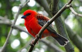 Lire la suite à propos de l’article Forêts et secrets tropicaux .